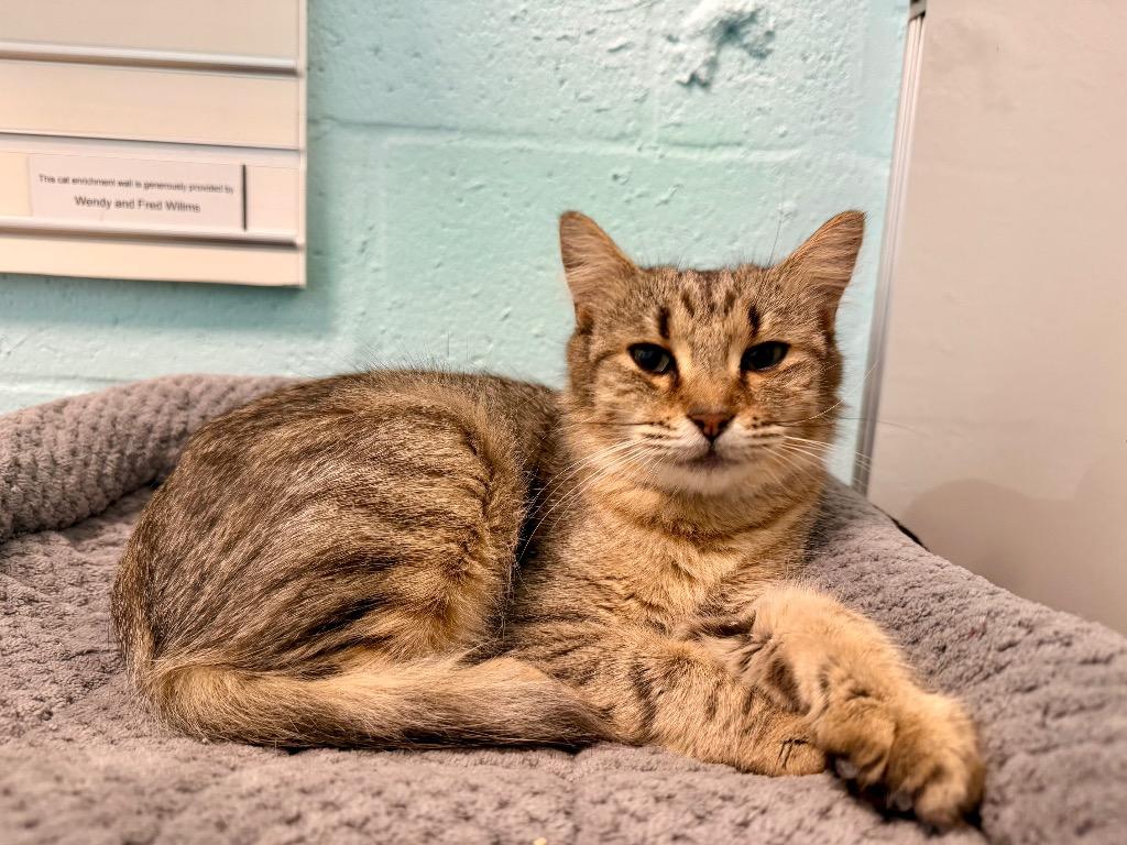 Enlarge Whiskerwind, a Adoptable mixed breed in Cape Coral, FL image 2/2