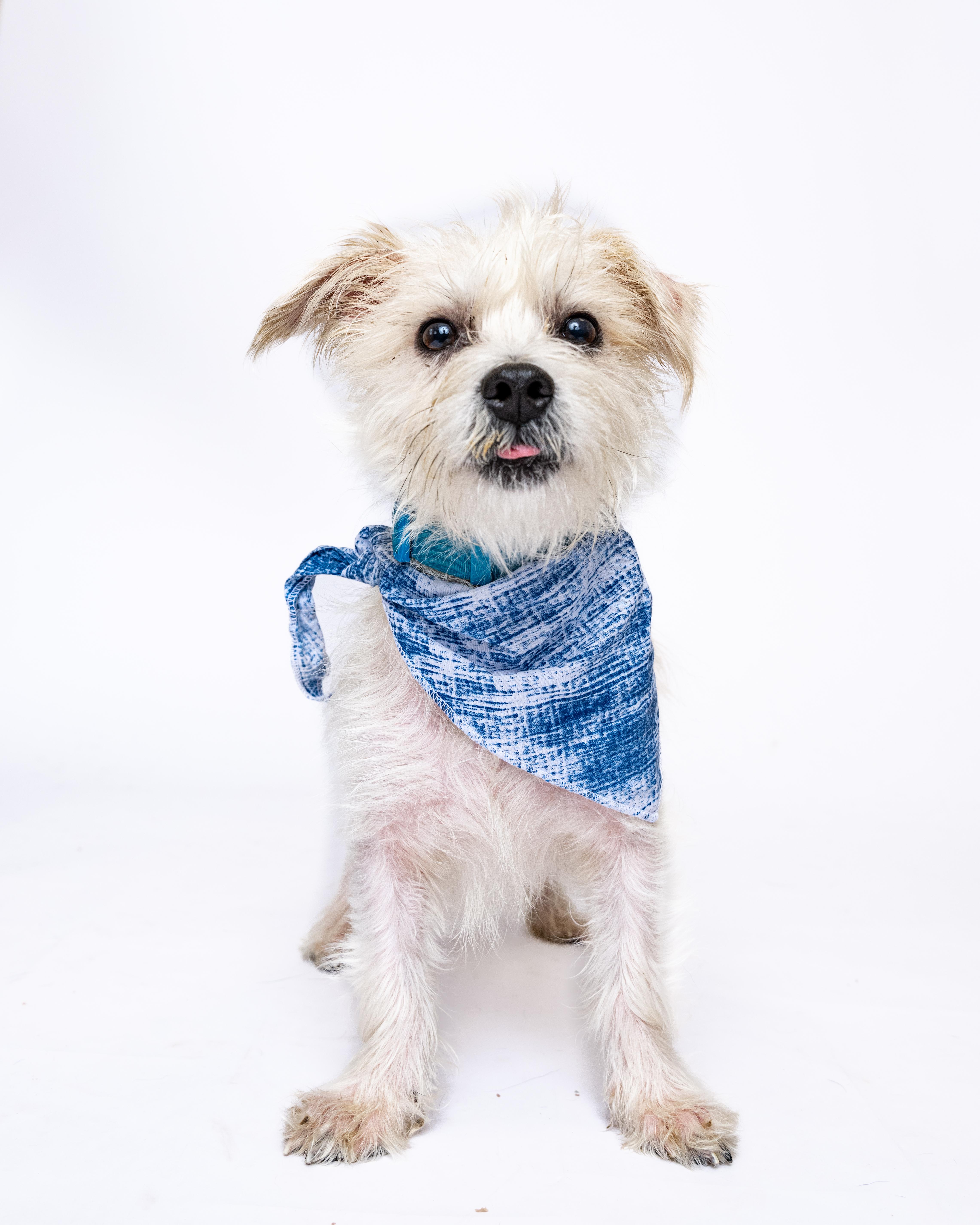 Kirby, a Adoptable mixed breed in Itasca, IL image 3/3