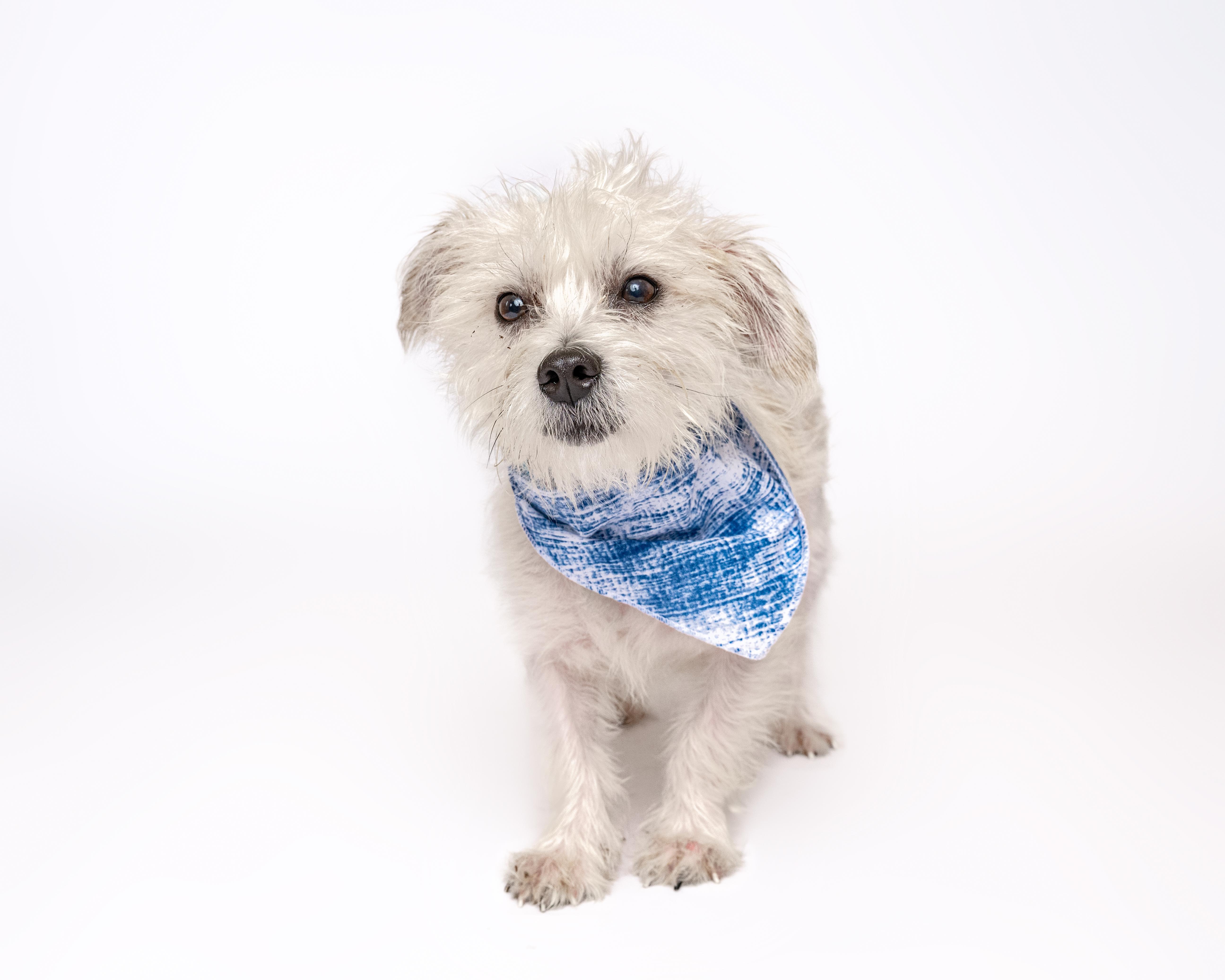 Kirby, a Adoptable mixed breed in Itasca, IL image 2/3