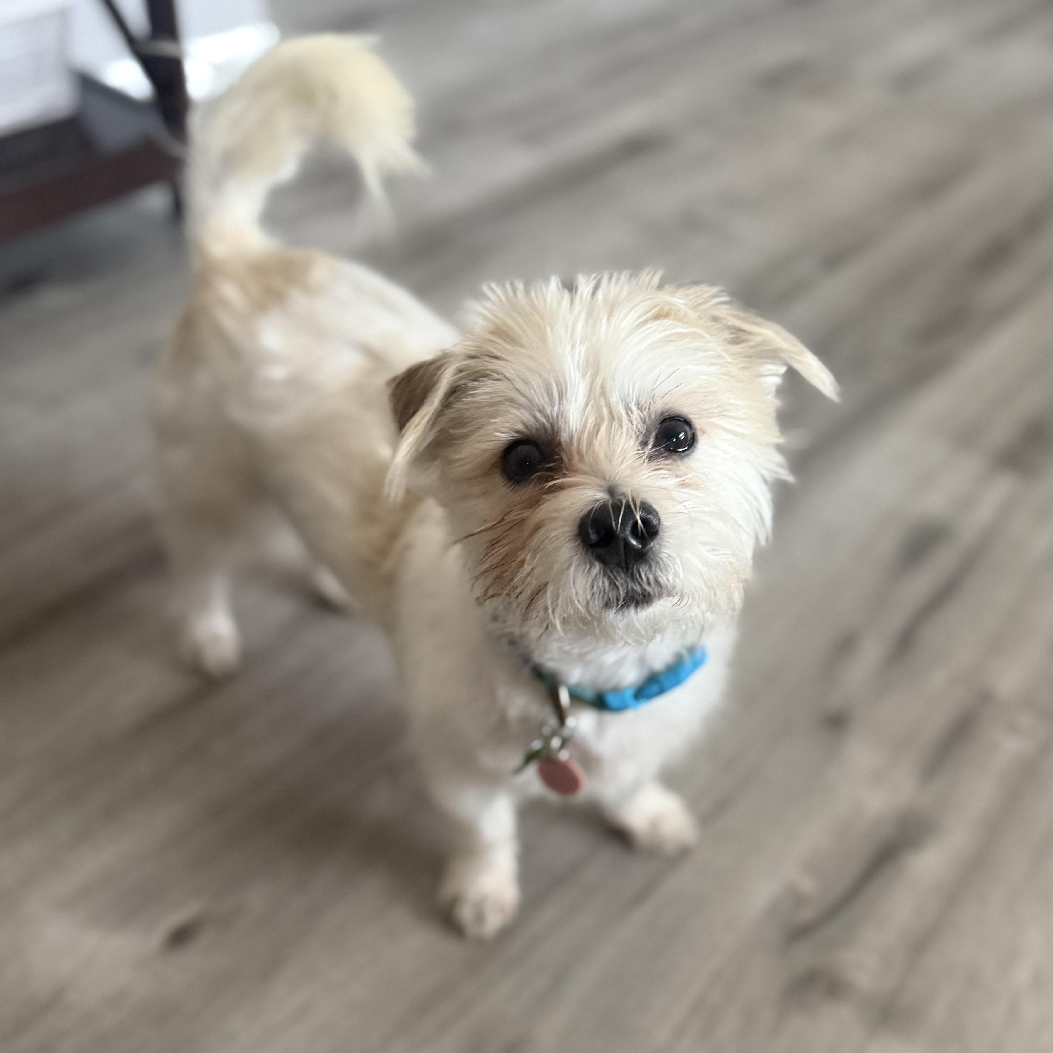 Enlarge Kirby, a Adoptable mixed breed in Itasca, IL image 5/6