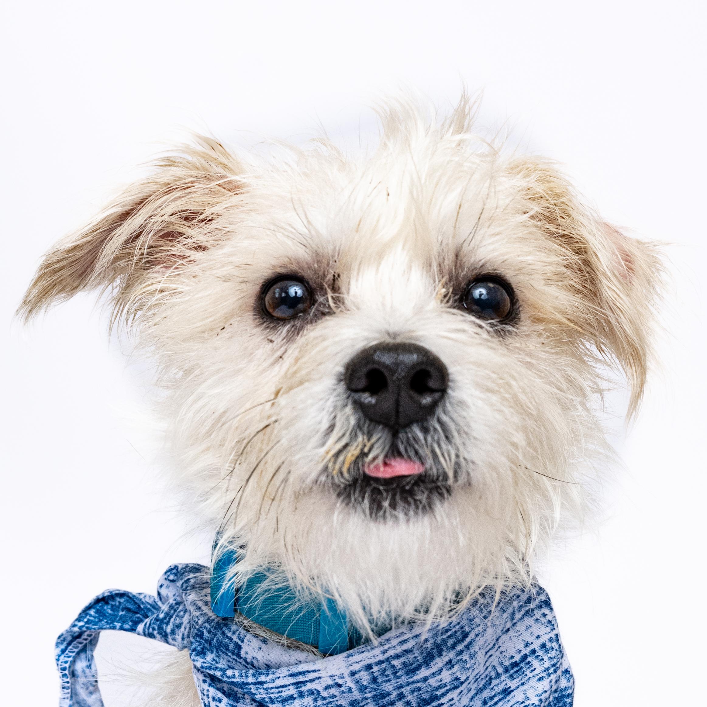 Kirby, Adoptable, Young Male Terrier.