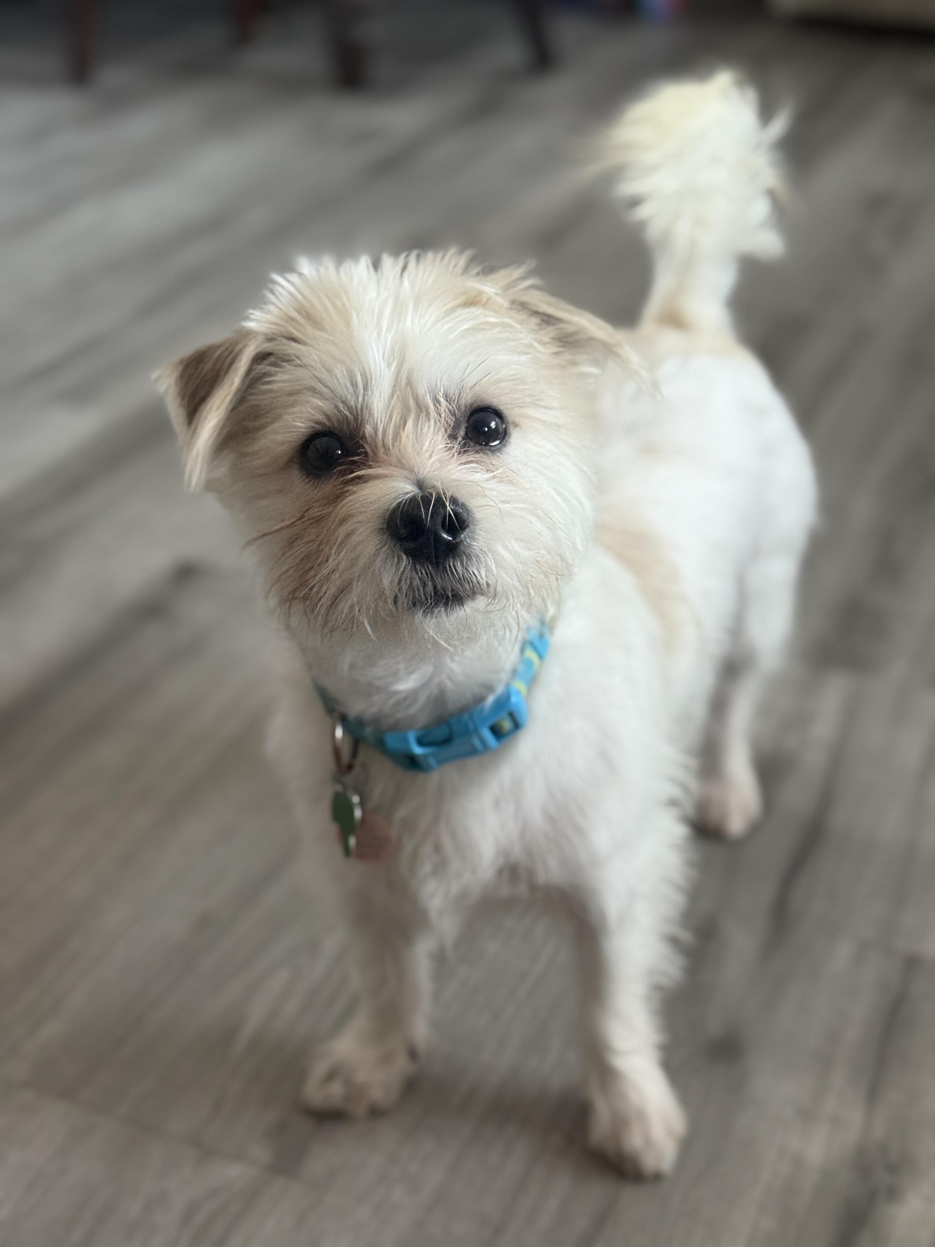 Enlarge Kirby, a Adoptable mixed breed in Itasca, IL image 6/6