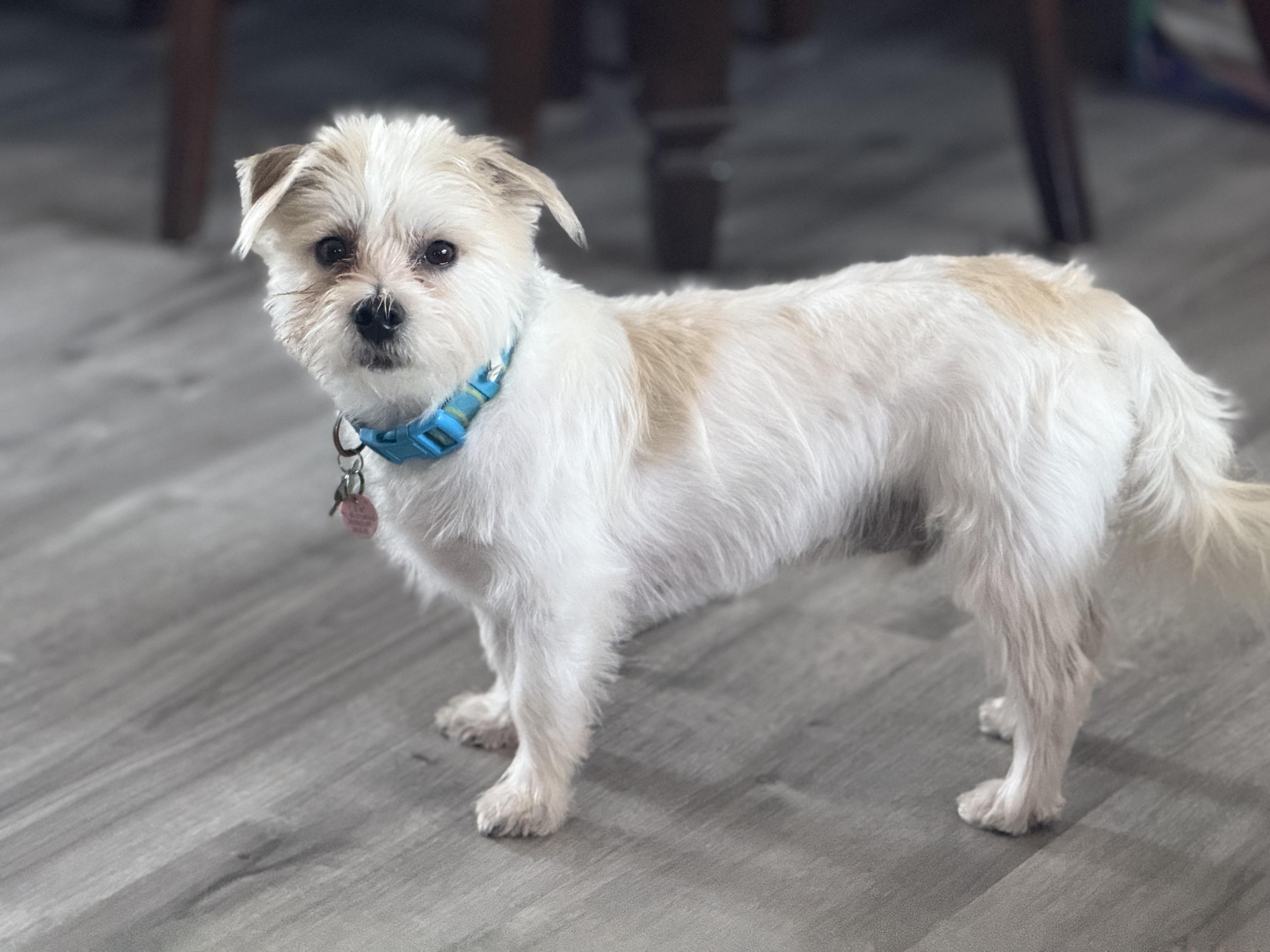 Enlarge Kirby, a Adoptable mixed breed in Itasca, IL image 4/6