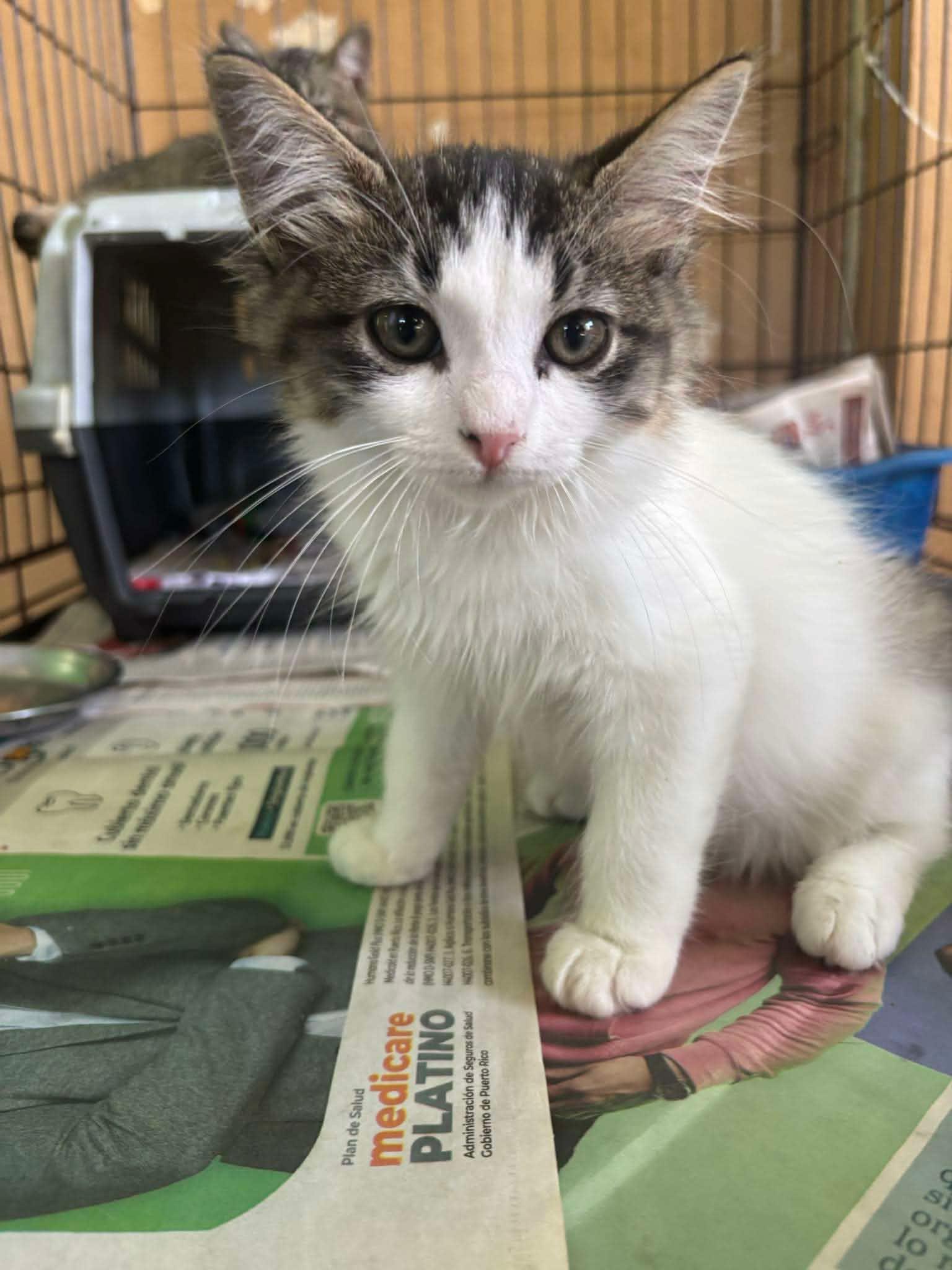 Enlarge Bailey, an adoption pending mixed breed in Ridgefield, CT image 1/1