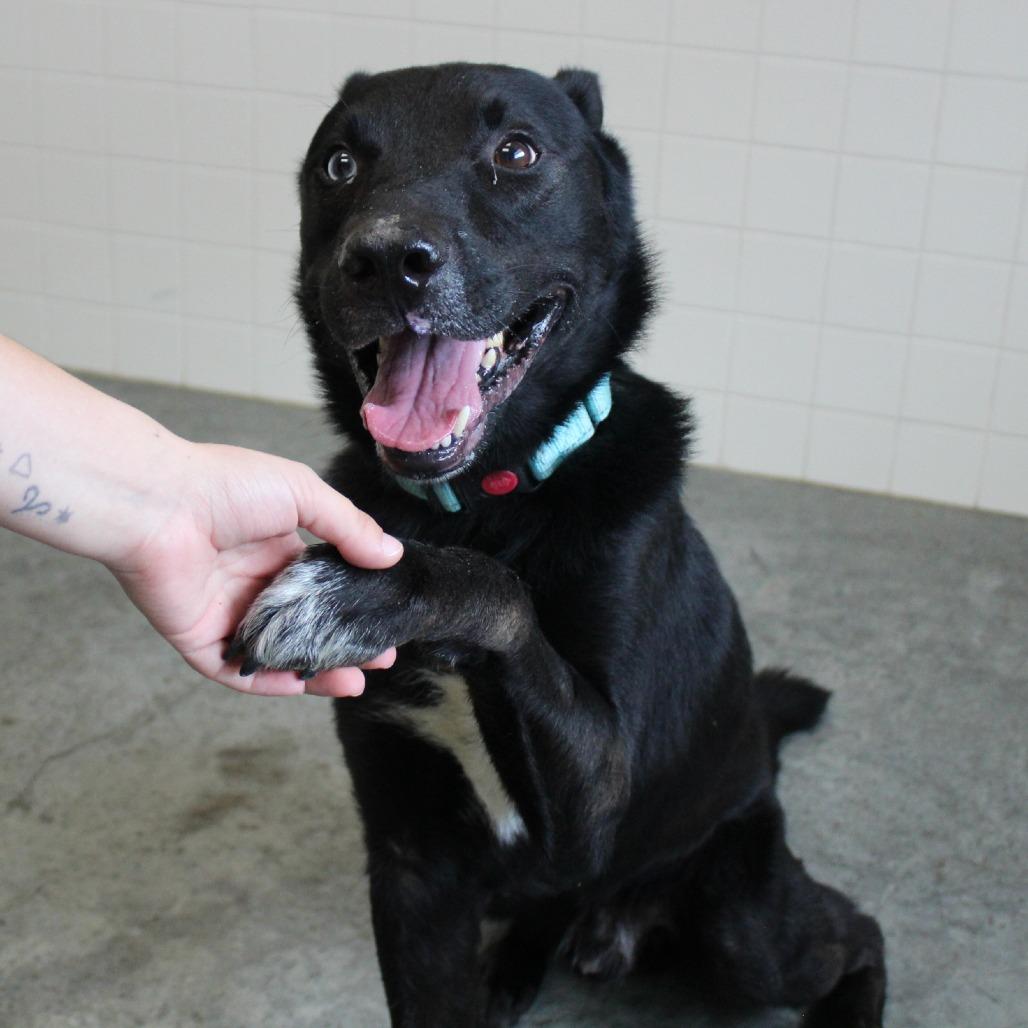 Enlarge Charlie, a Adoptable Mixed Breed in Melbourne, KY image 1/6