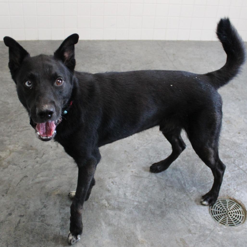 Enlarge Charlie, a Adoptable Mixed Breed in Melbourne, KY image 4/6