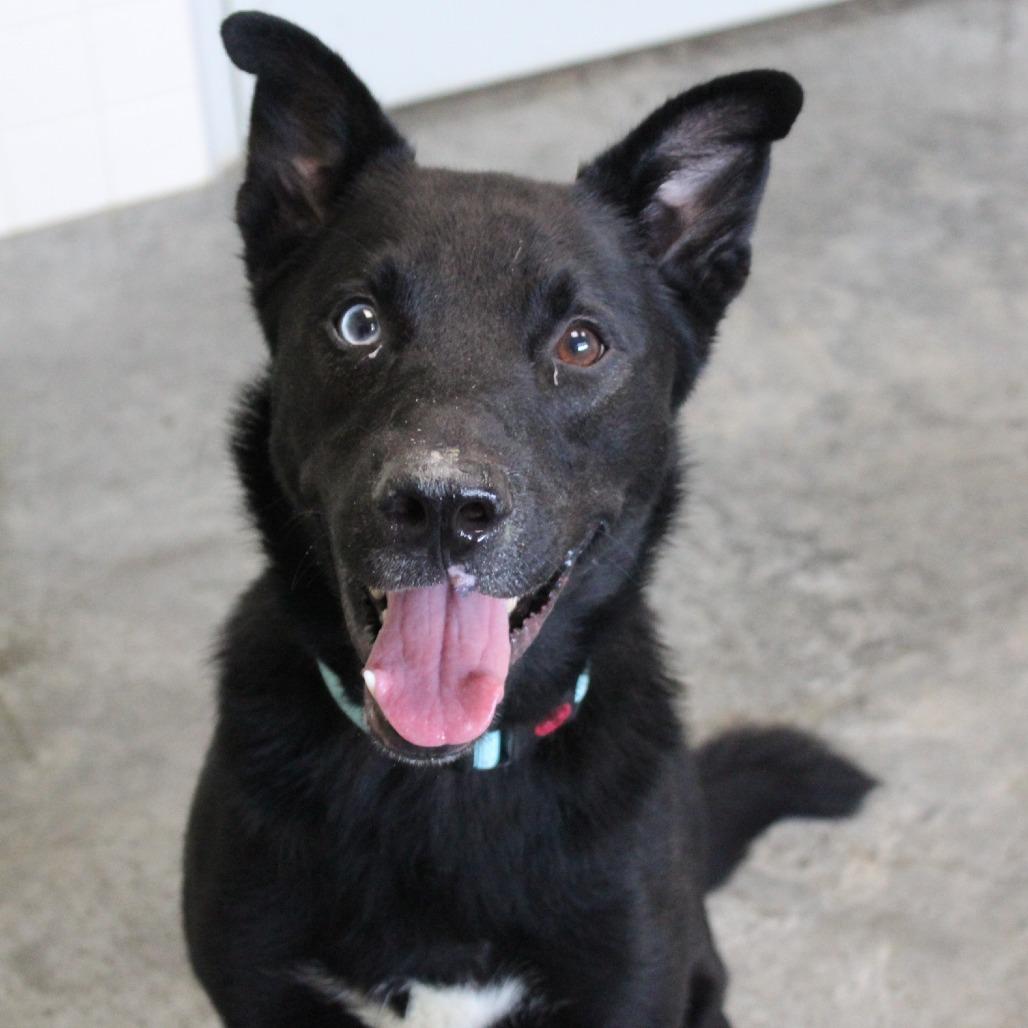 Enlarge Charlie, a Adoptable Mixed Breed in Melbourne, KY image 5/6