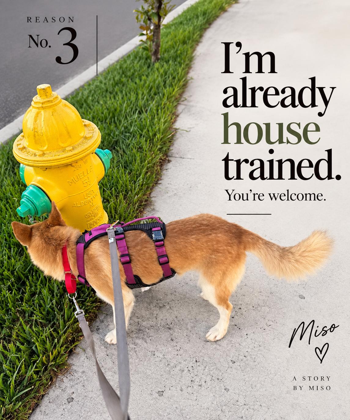 Enlarge MISO, a Adopted mixed breed in Plant City, FL image 6/6