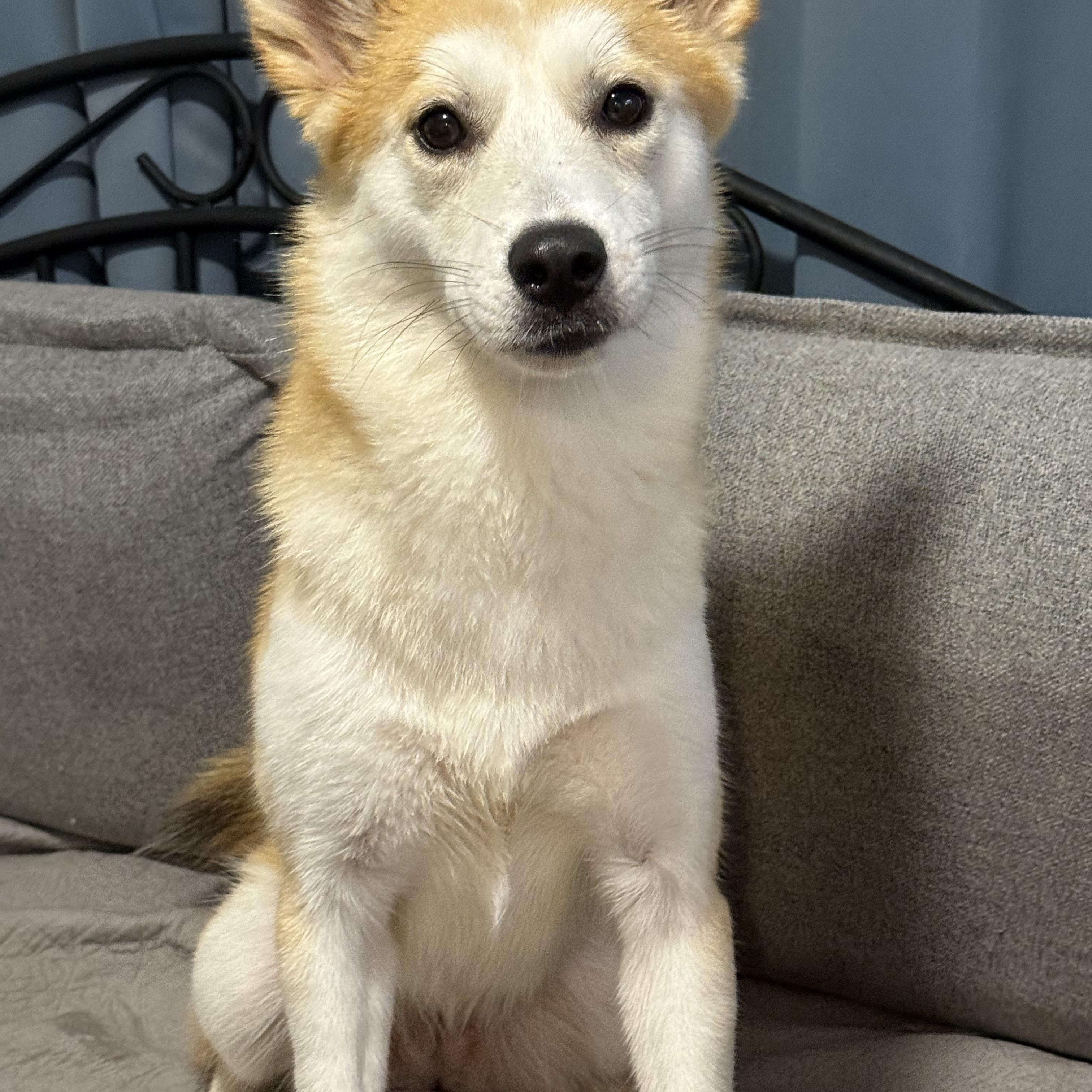 Enlarge MISO, a Adopted mixed breed in Plant City, FL image 2/6
