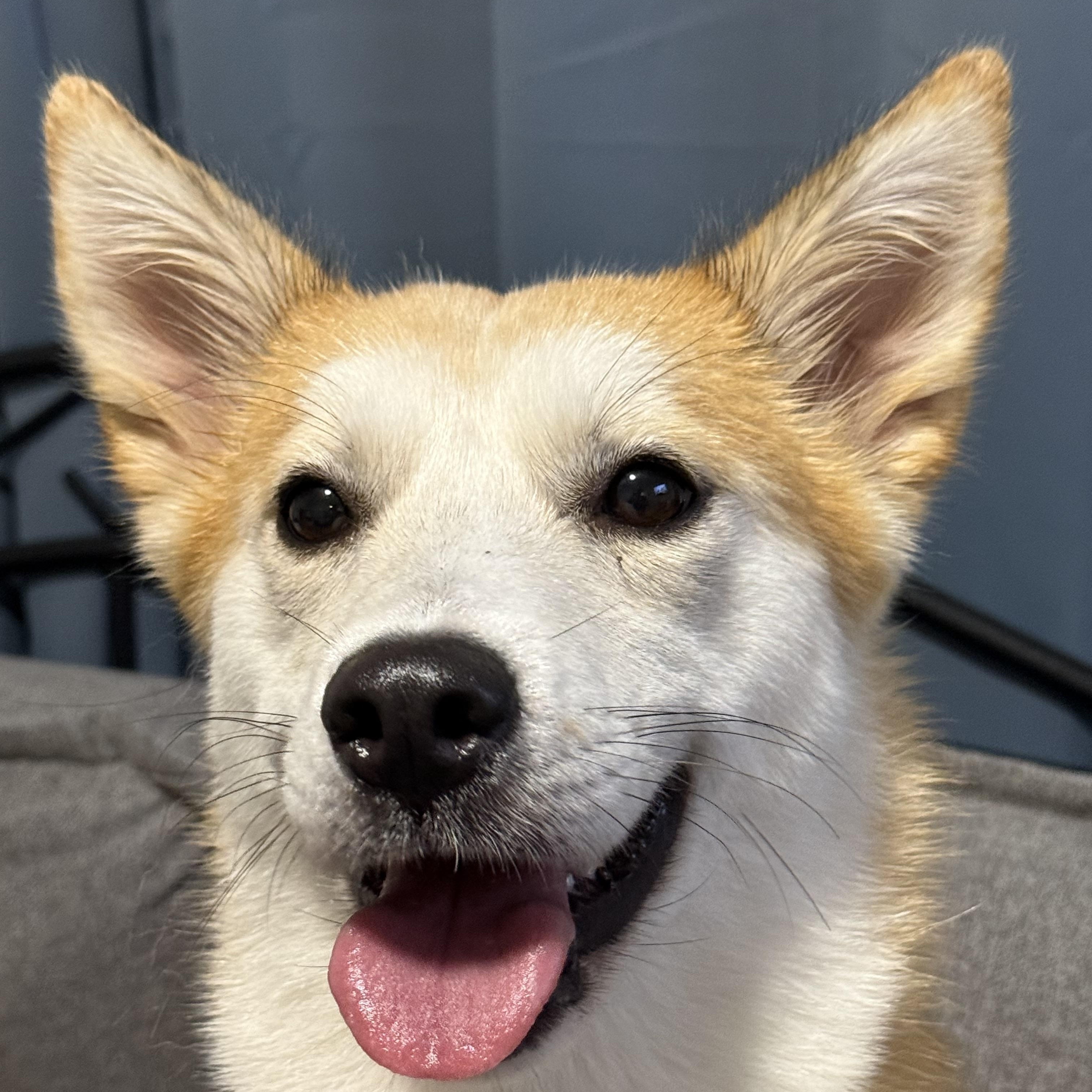 MISO, Adopted, Adult Female Siberian Husky & Golden Retriever.