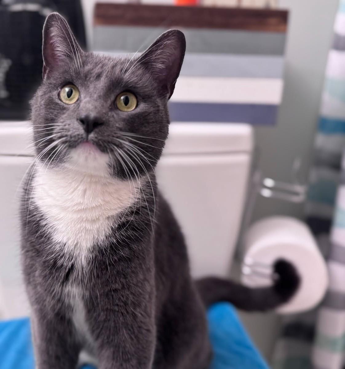 Enlarge Biggie Smalls, an adopted Russian Blue in Ypsilanti, MI image 2/4