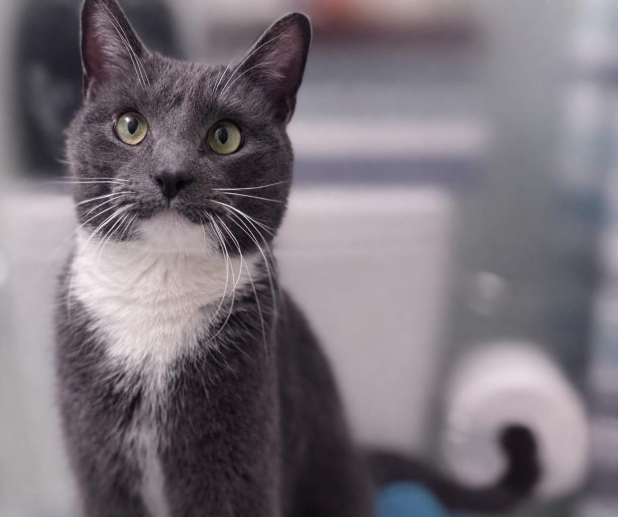 Enlarge Biggie Smalls, an adopted Russian Blue in Ypsilanti, MI image 4/4