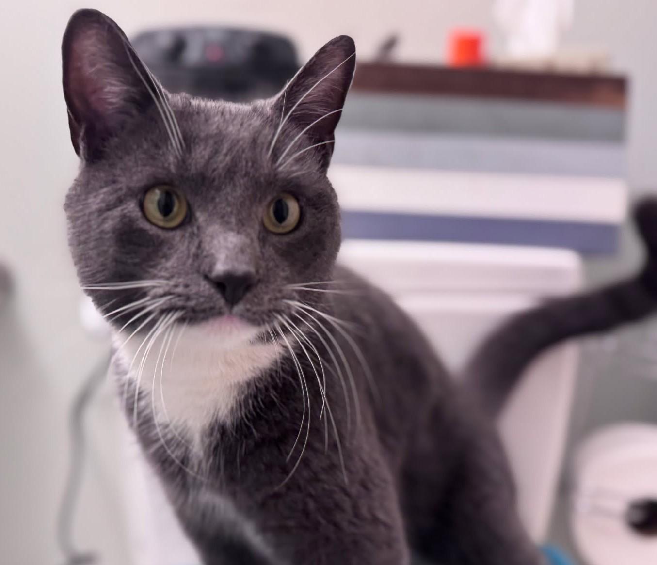 Enlarge Biggie Smalls, an adopted Russian Blue in Ypsilanti, MI image 1/4