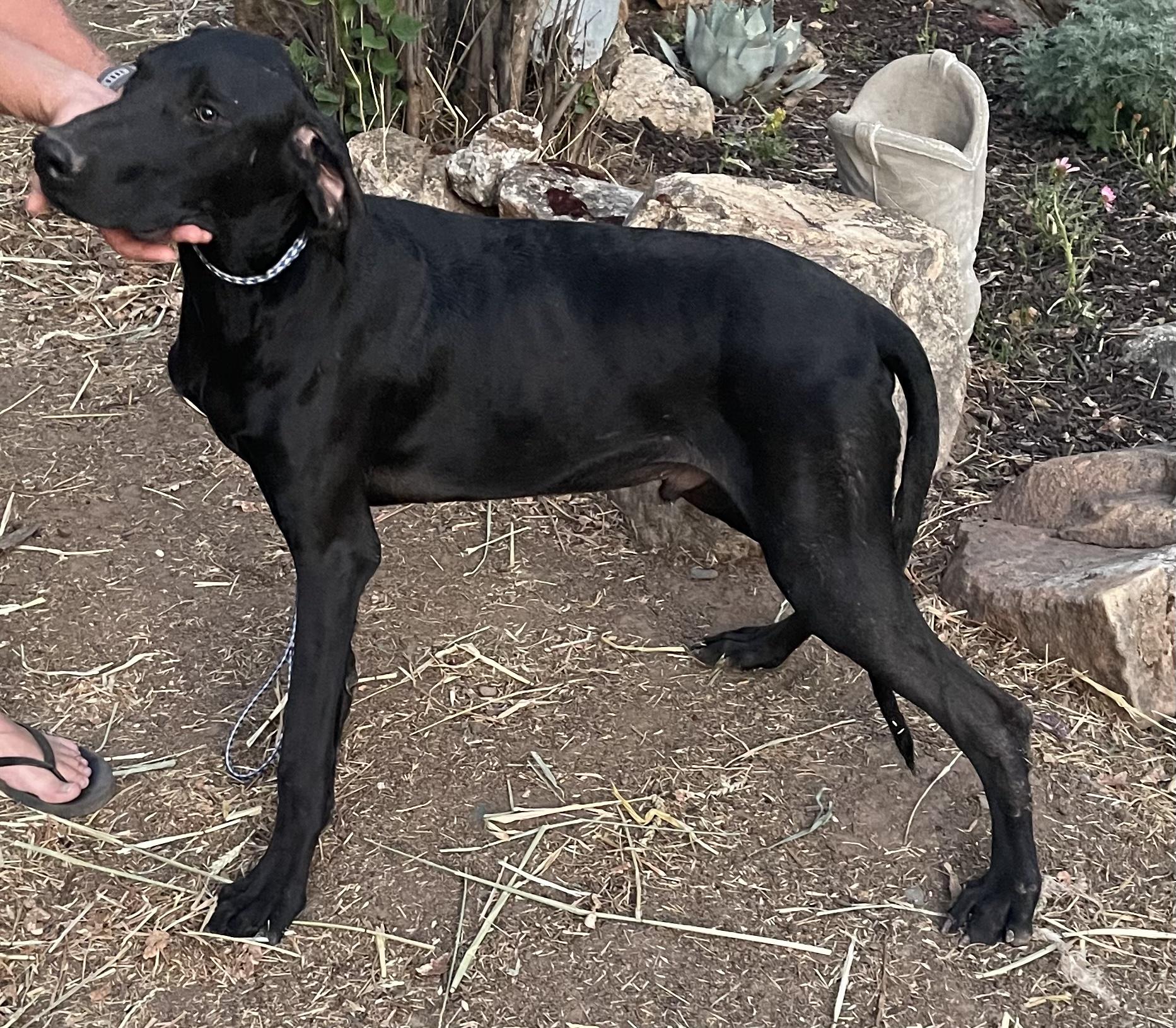 Enlarge Zac 0125, a Adoptable mixed breed in Sonora, CA image 2/2