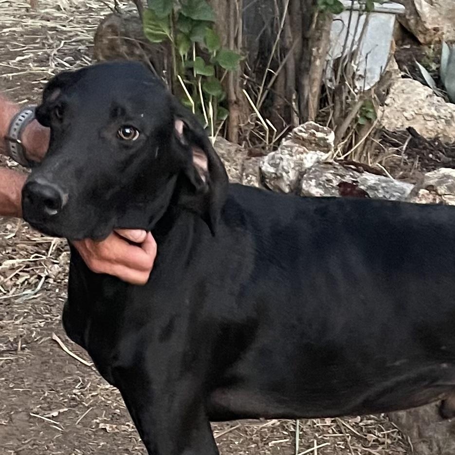 Enlarge Zac 0125, a Adoptable mixed breed in Sonora, CA image 1/2