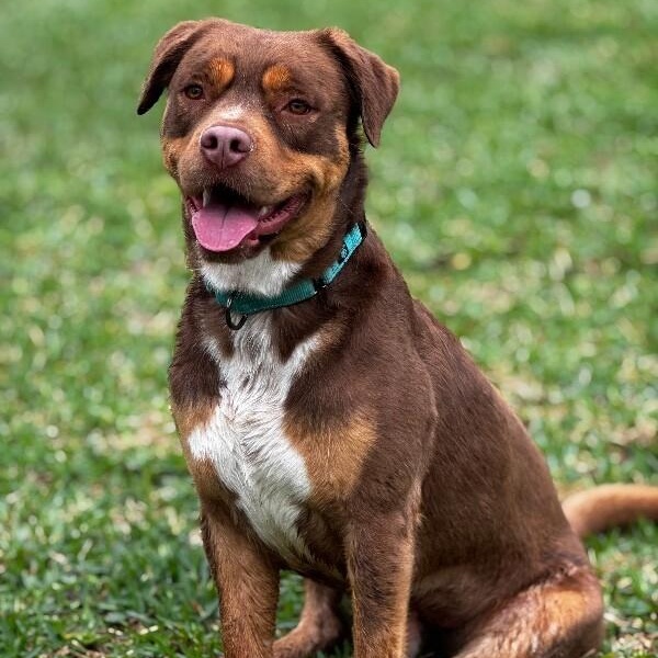 Club Scout the Ultimate Pal — thumbnail 3