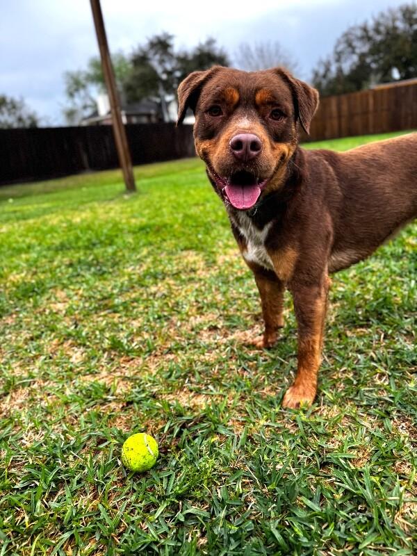 Club Scout the Ultimate Pal — thumbnail 4