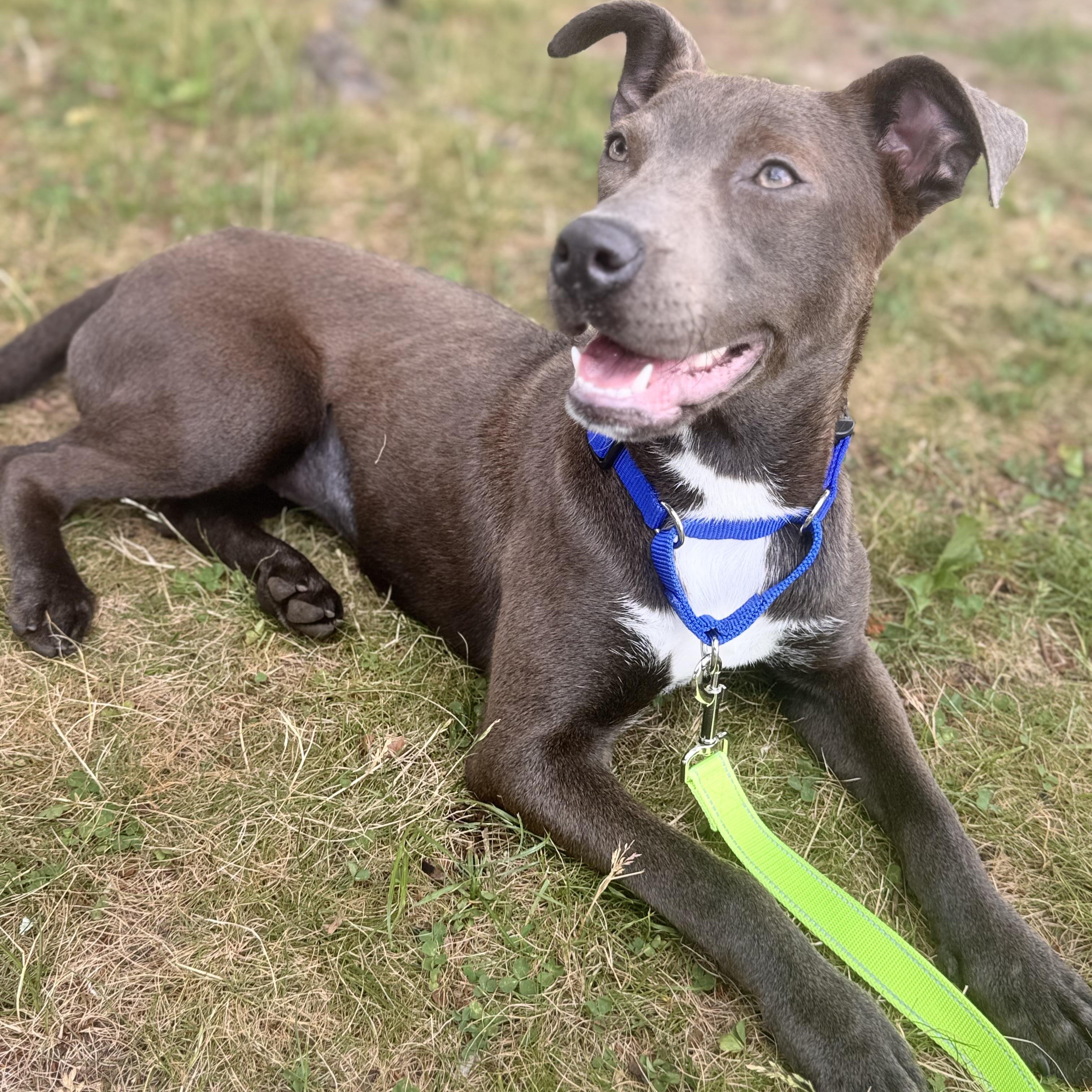 Sweet Silly Little Lilly, adopted, Puppy Female Chocolate Labrador Retriever & Mixed Breed.
