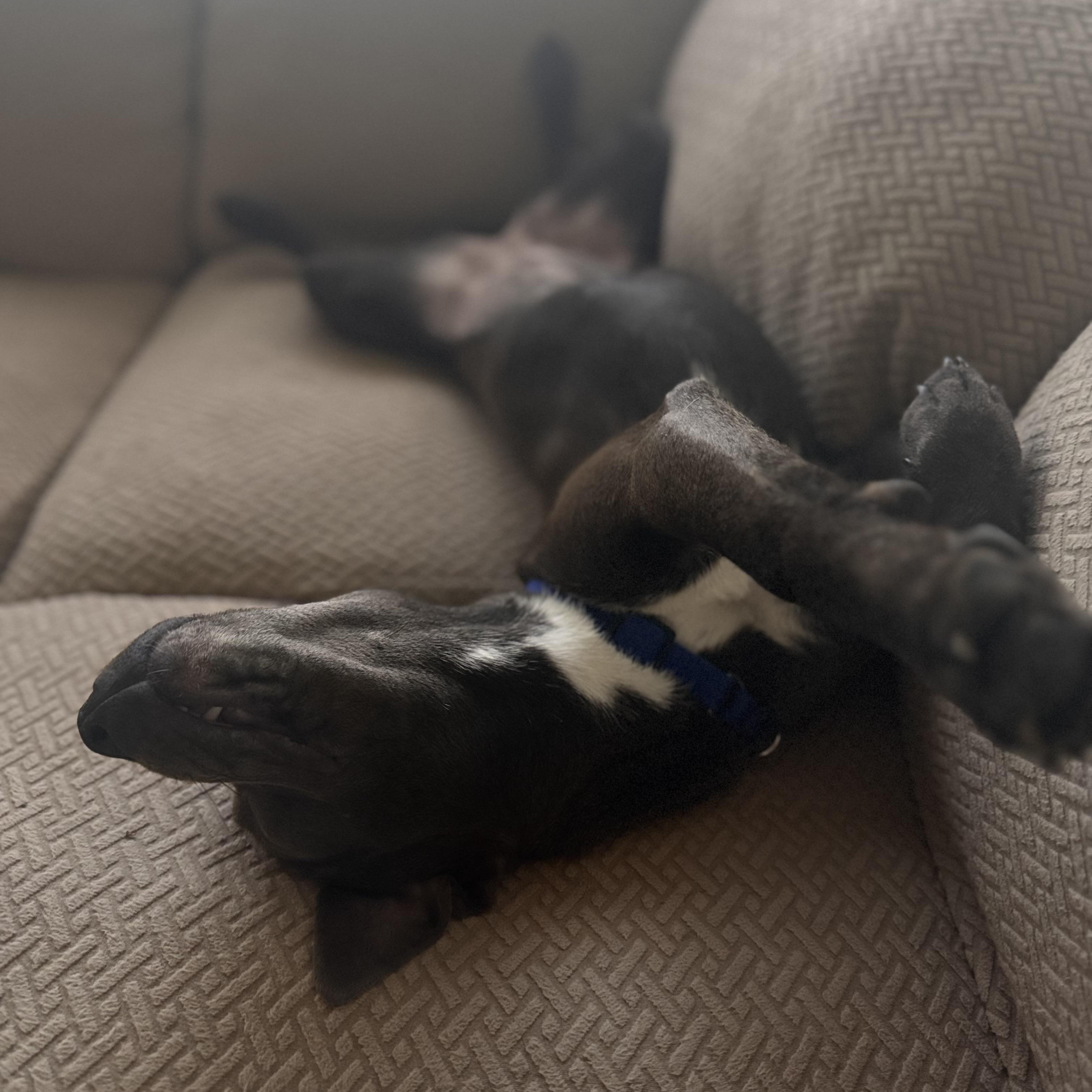 Enlarge Sweet Silly Little Lilly, an adopted mixed breed in Newton, NJ image 2/3