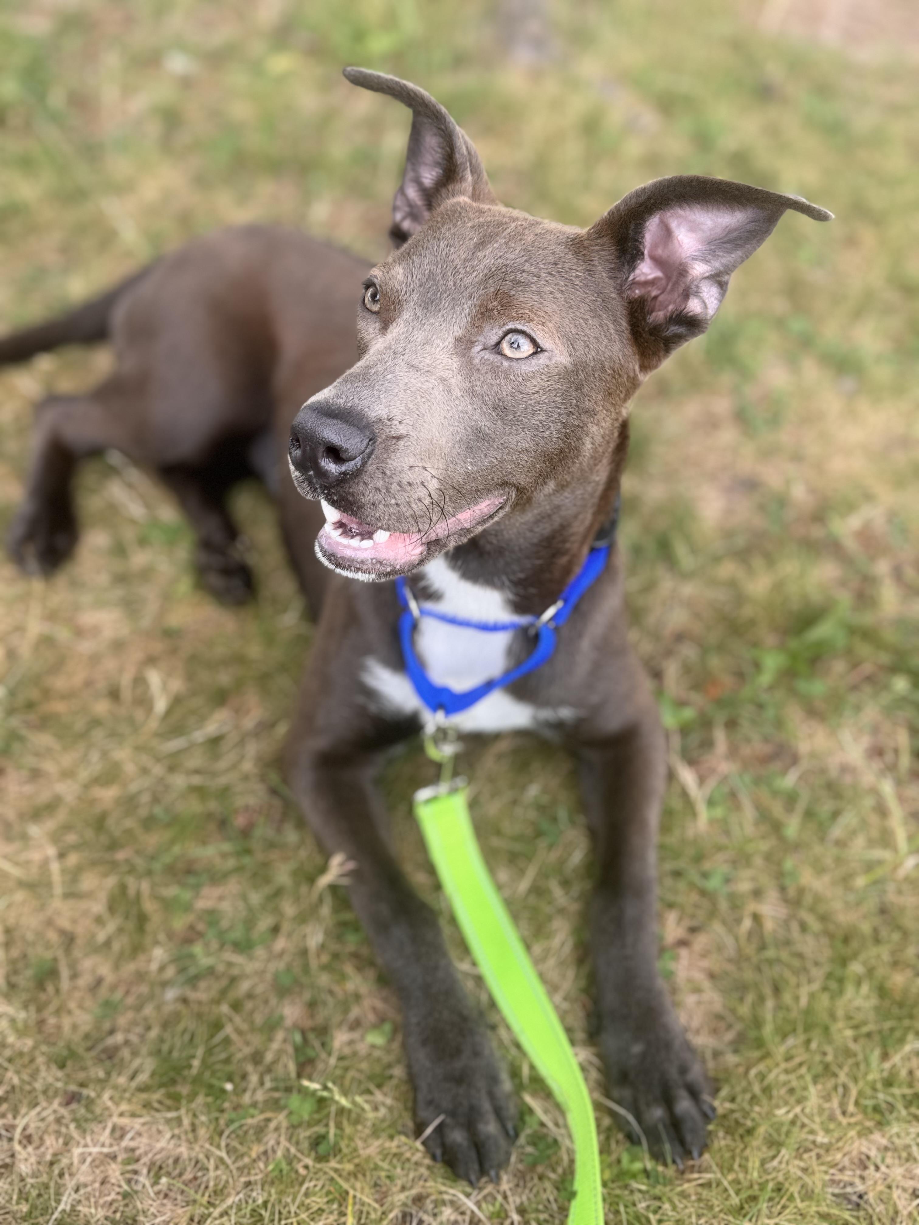Enlarge Sweet Silly Little Lilly, an adopted mixed breed in Newton, NJ image 3/3