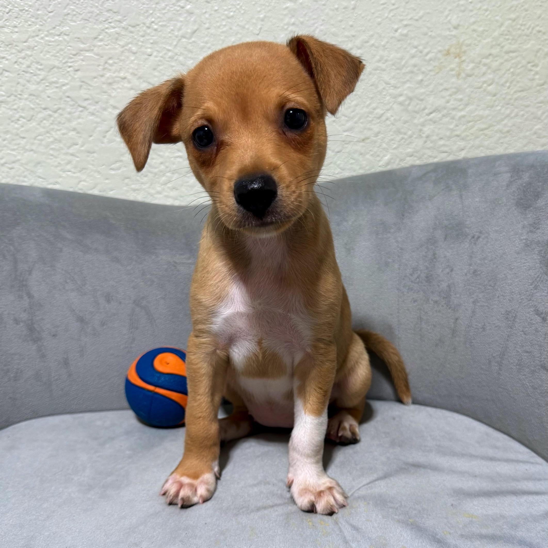 Amber, Adoptable, Puppy Female Rat Terrier & Chihuahua.