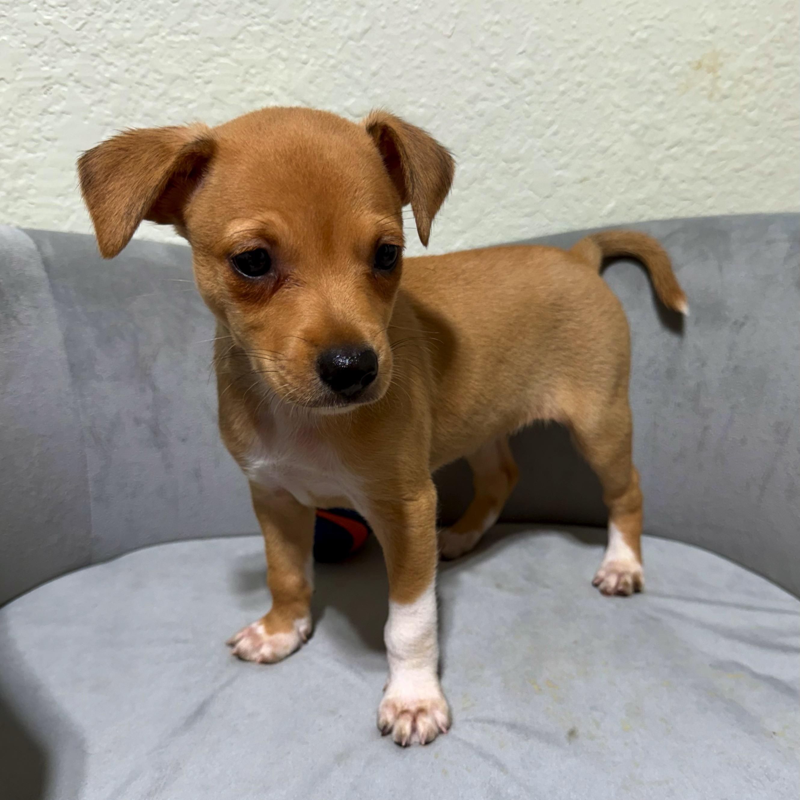 Enlarge Amber, a Adoptable mixed breed in High Ridge, MO image 2/4