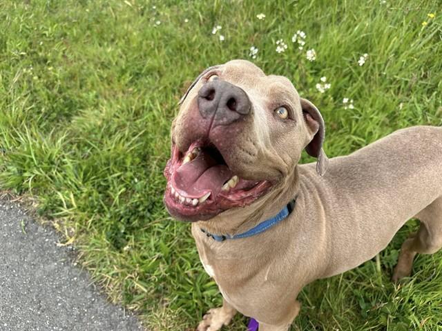 BRICE, Adoptable, Adult Male Pit Bull Terrier & Mixed Breed.