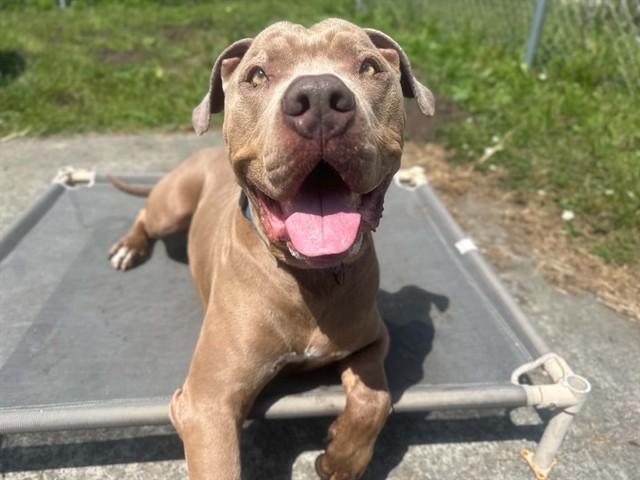 BRICE, Adoptable, Adult Male Pit Bull Terrier & Mixed Breed.