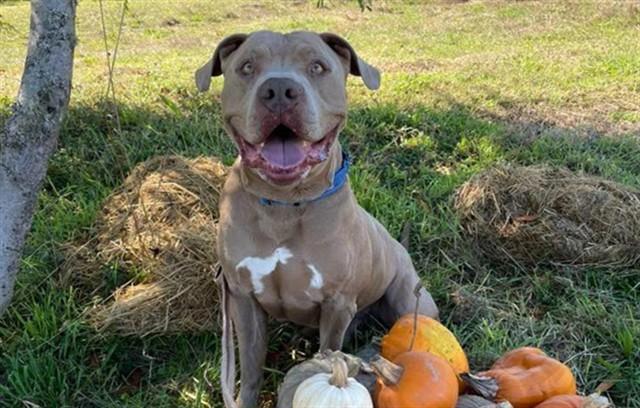Enlarge BRICE, a Adoptable mixed breed in McKinleyville, CA image 1/1