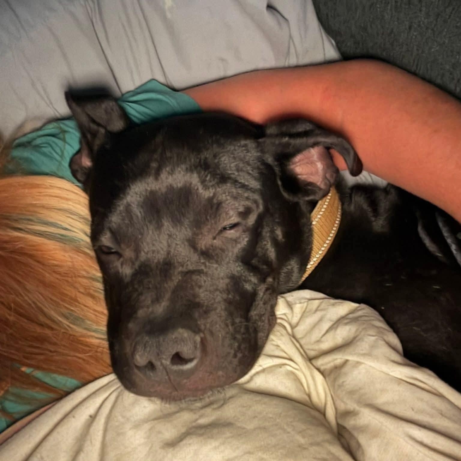 Enlarge Bennett, a Adoptable mixed breed in East Peoria, IL image 1/5