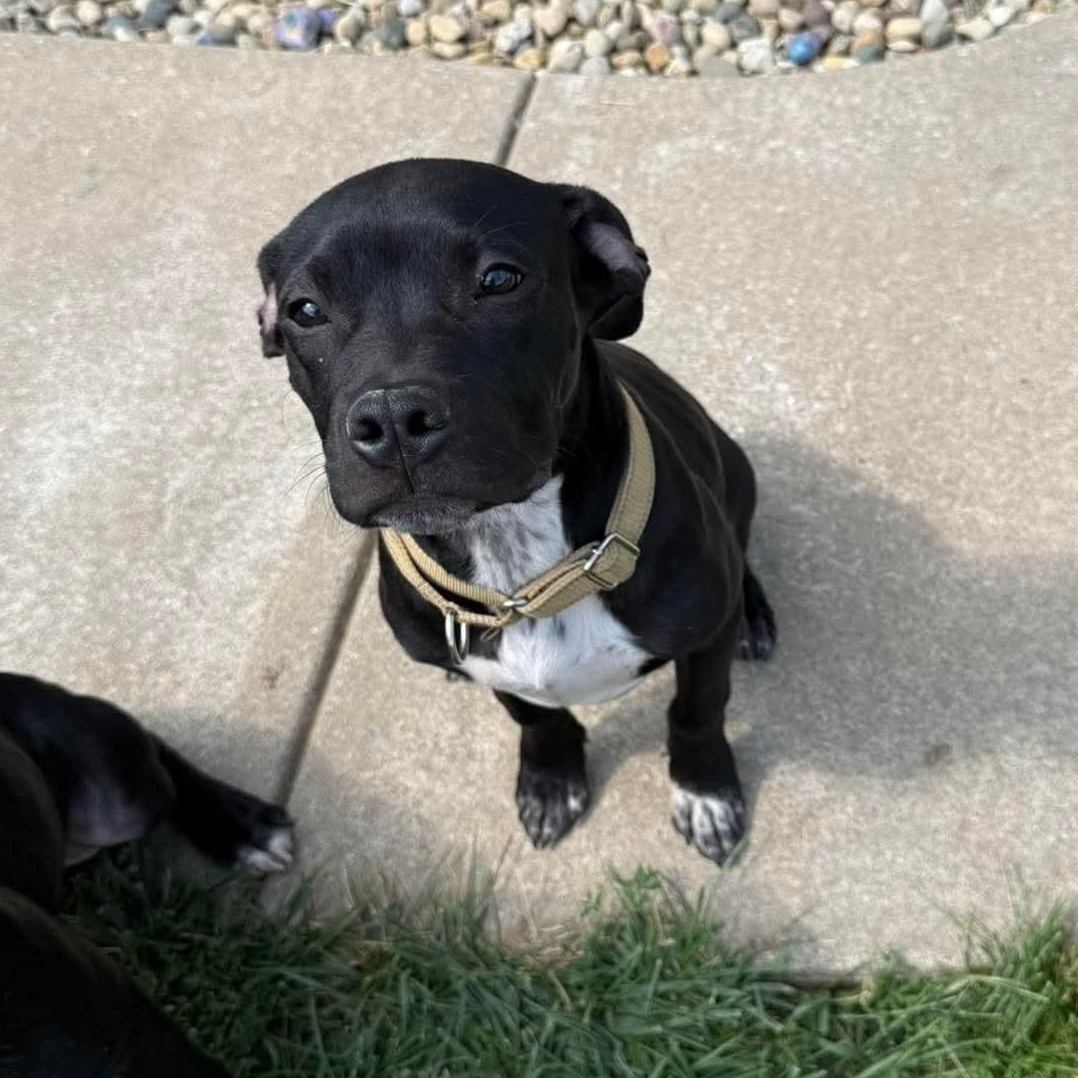 Enlarge Bennett, a Adoptable mixed breed in East Peoria, IL image 2/5