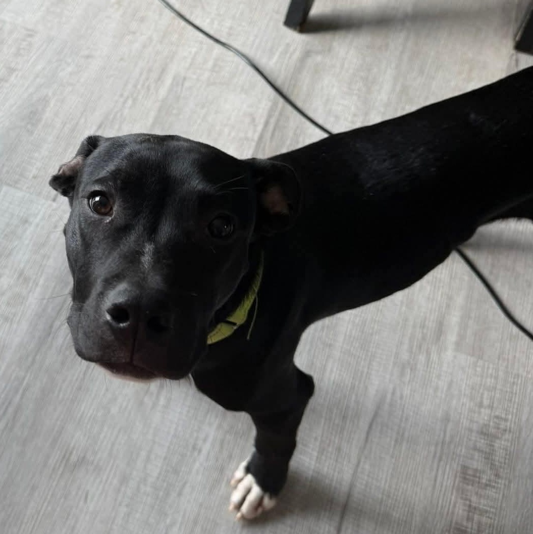 Enlarge Bennett, a Adoptable mixed breed in East Peoria, IL image 3/5