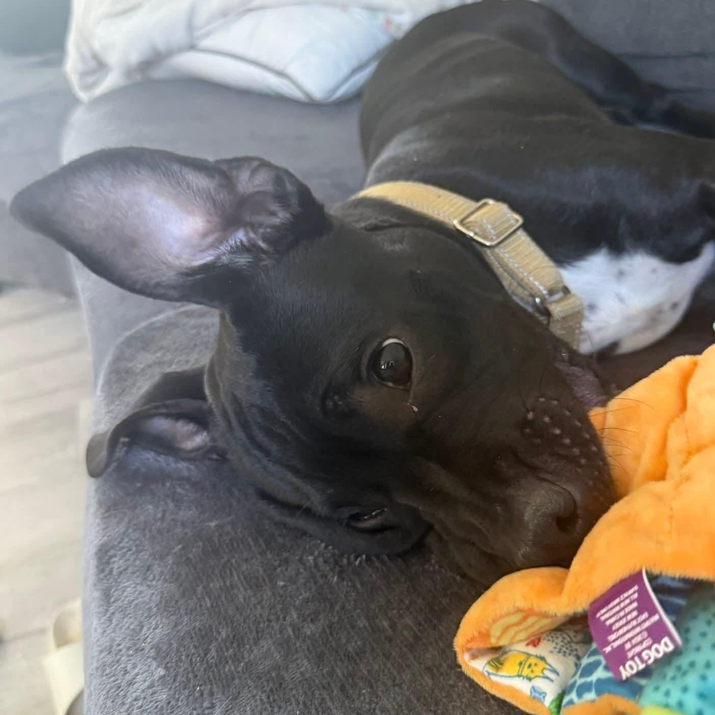 Enlarge Bennett, a Adoptable mixed breed in East Peoria, IL image 4/5