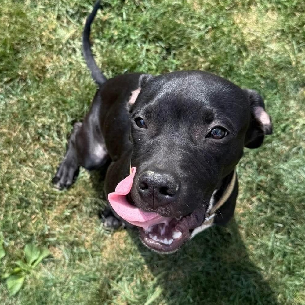 Enlarge Bennett, a Adoptable mixed breed in East Peoria, IL image 5/5