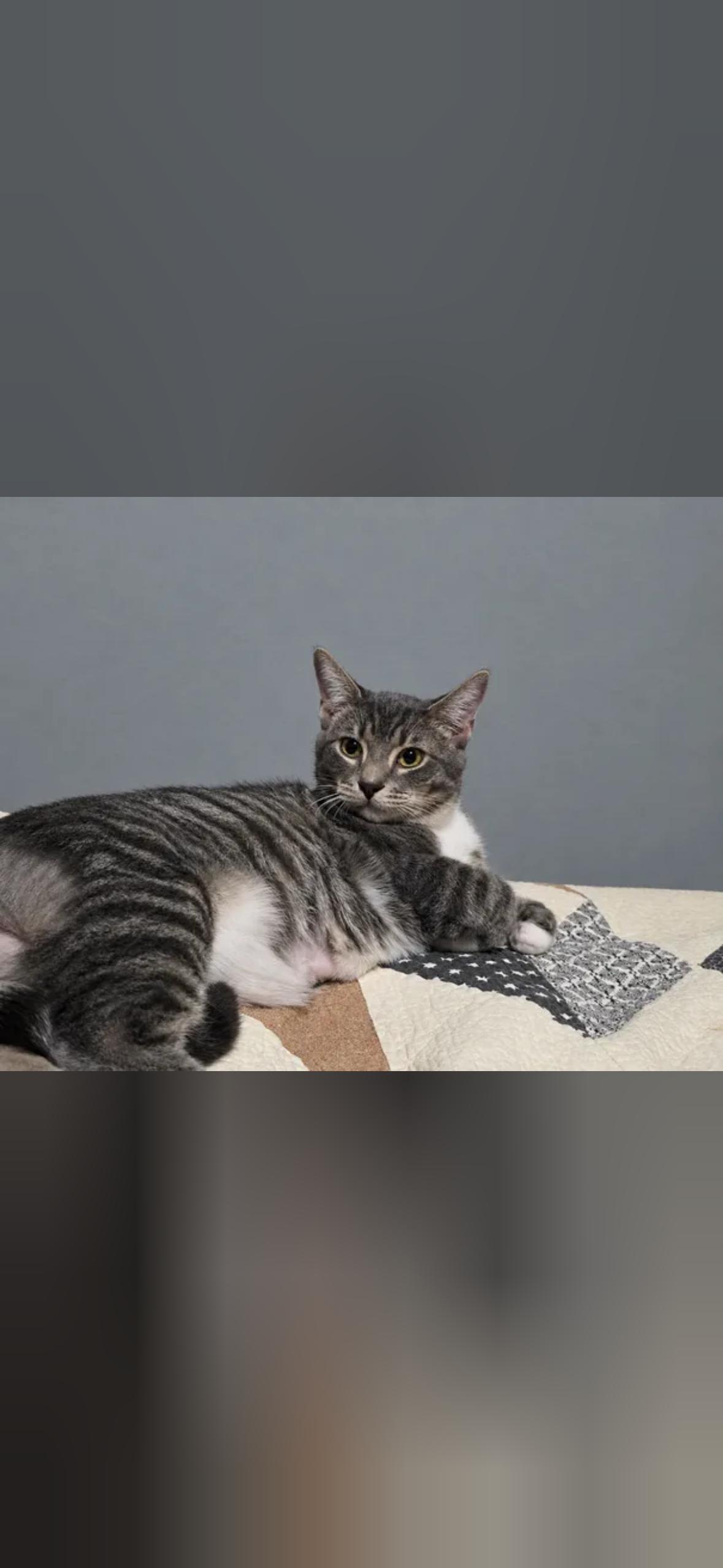 Ziggy, Adoptable, Kitten Male Domestic Short Hair.