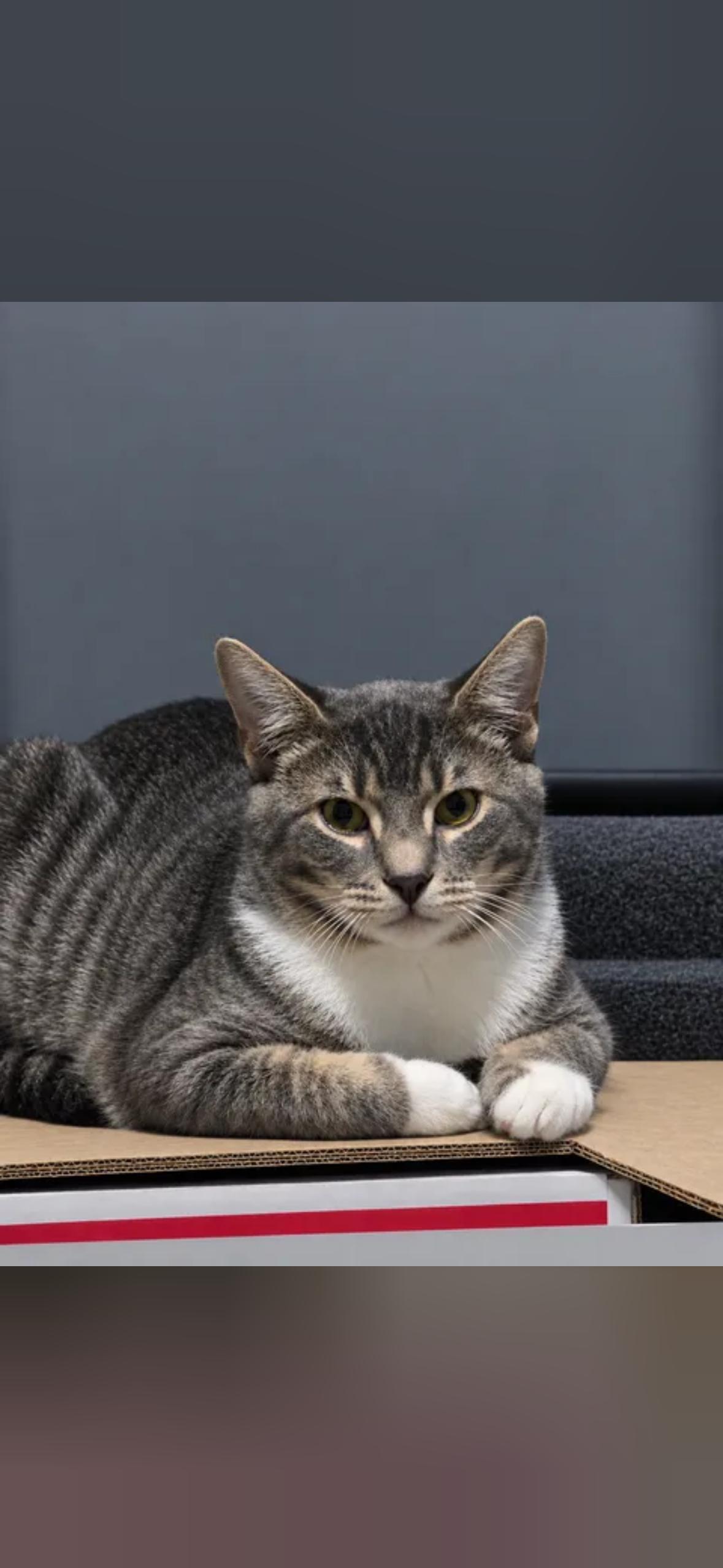 Enlarge Ziggy, a Adoptable Domestic Short Hair in Mint Hill, NC image 2/3