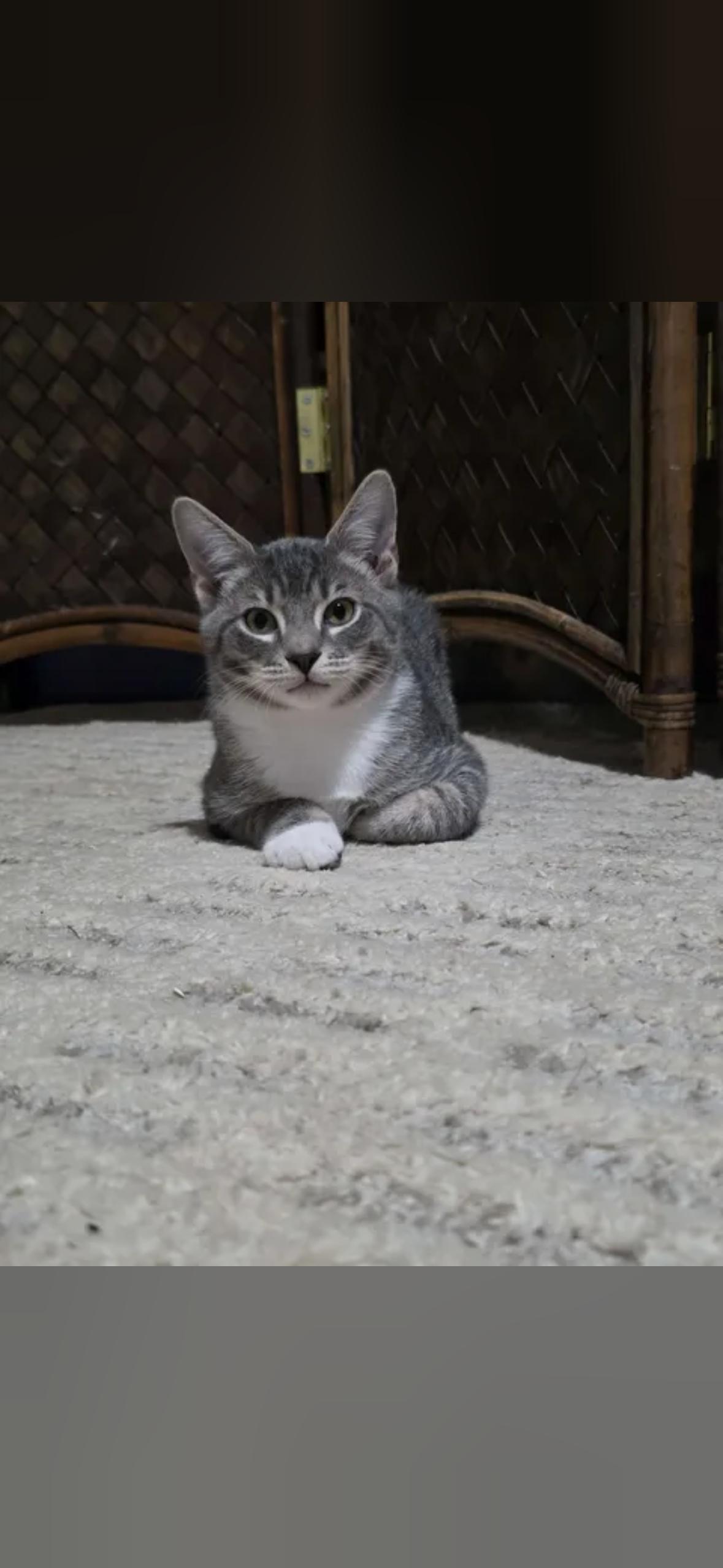Enlarge Ziggy, a Adoptable Domestic Short Hair in Mint Hill, NC image 3/3