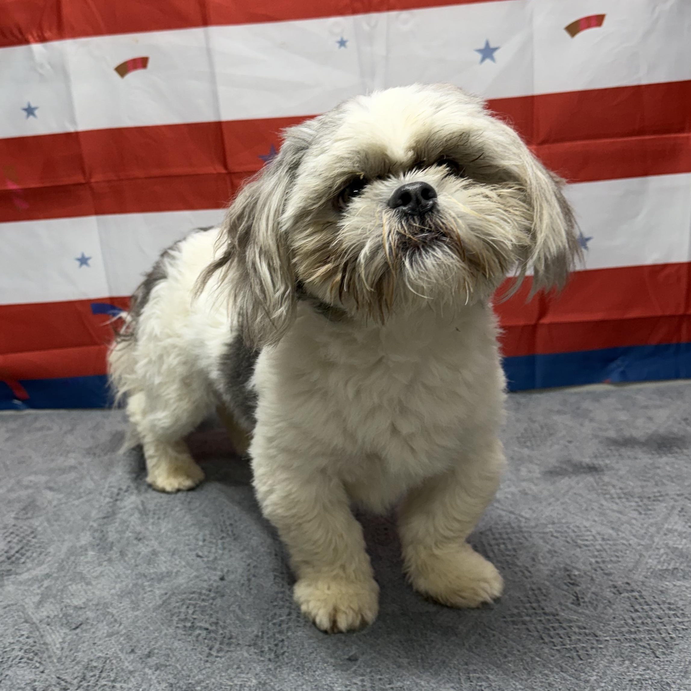 Bentley, adopted, Adult Male Shih Tzu.