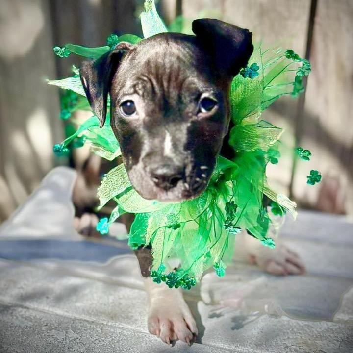 Enlarge Dolly, a Adoptable American Staffordshire Terrier in Lutz, FL image 1/6
