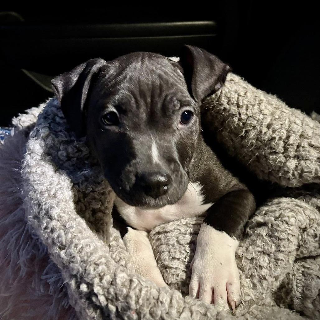 Enlarge Dolly, a Adoptable American Staffordshire Terrier in Lutz, FL image 2/6