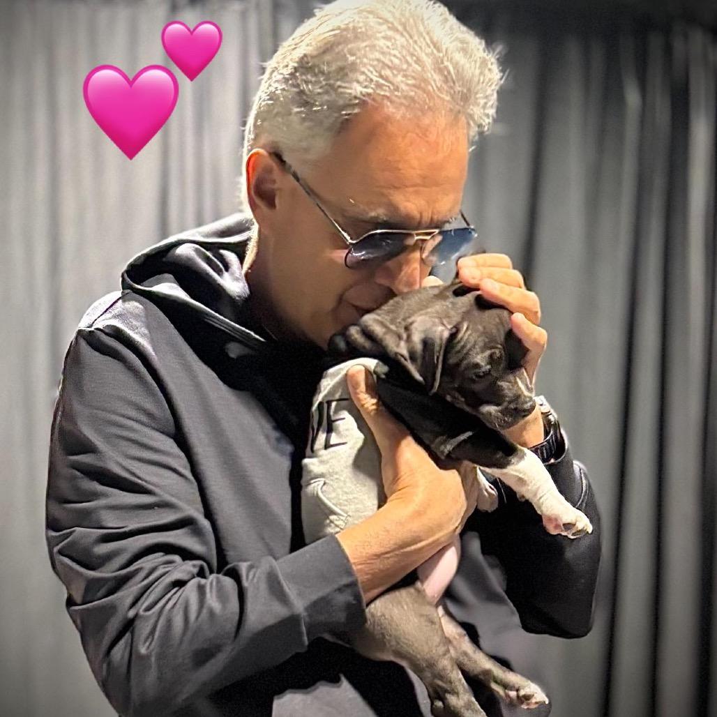 Enlarge Dolly, a Adoptable American Staffordshire Terrier in Lutz, FL image 3/6