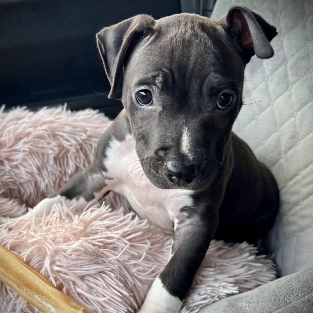 Enlarge Dolly, a Adoptable American Staffordshire Terrier in Lutz, FL image 4/6