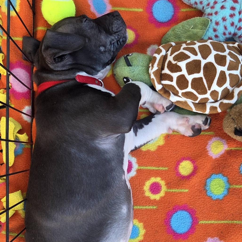 Dolly — thumbnail 5