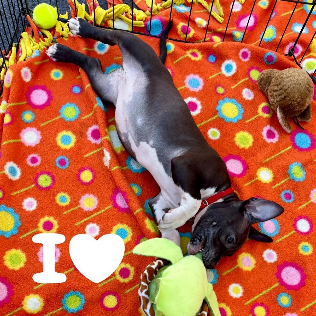 Enlarge Dolly, a Adoptable American Staffordshire Terrier in Lutz, FL image 6/6