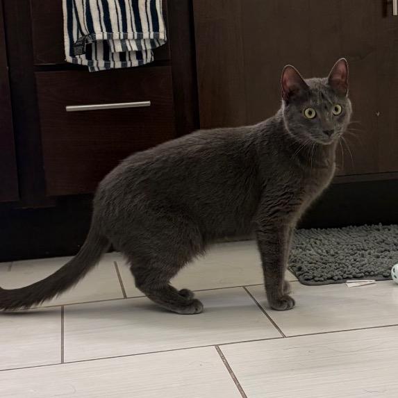 Coal, Adoptable, Adult Female Domestic Short Hair & Mixed Breed.