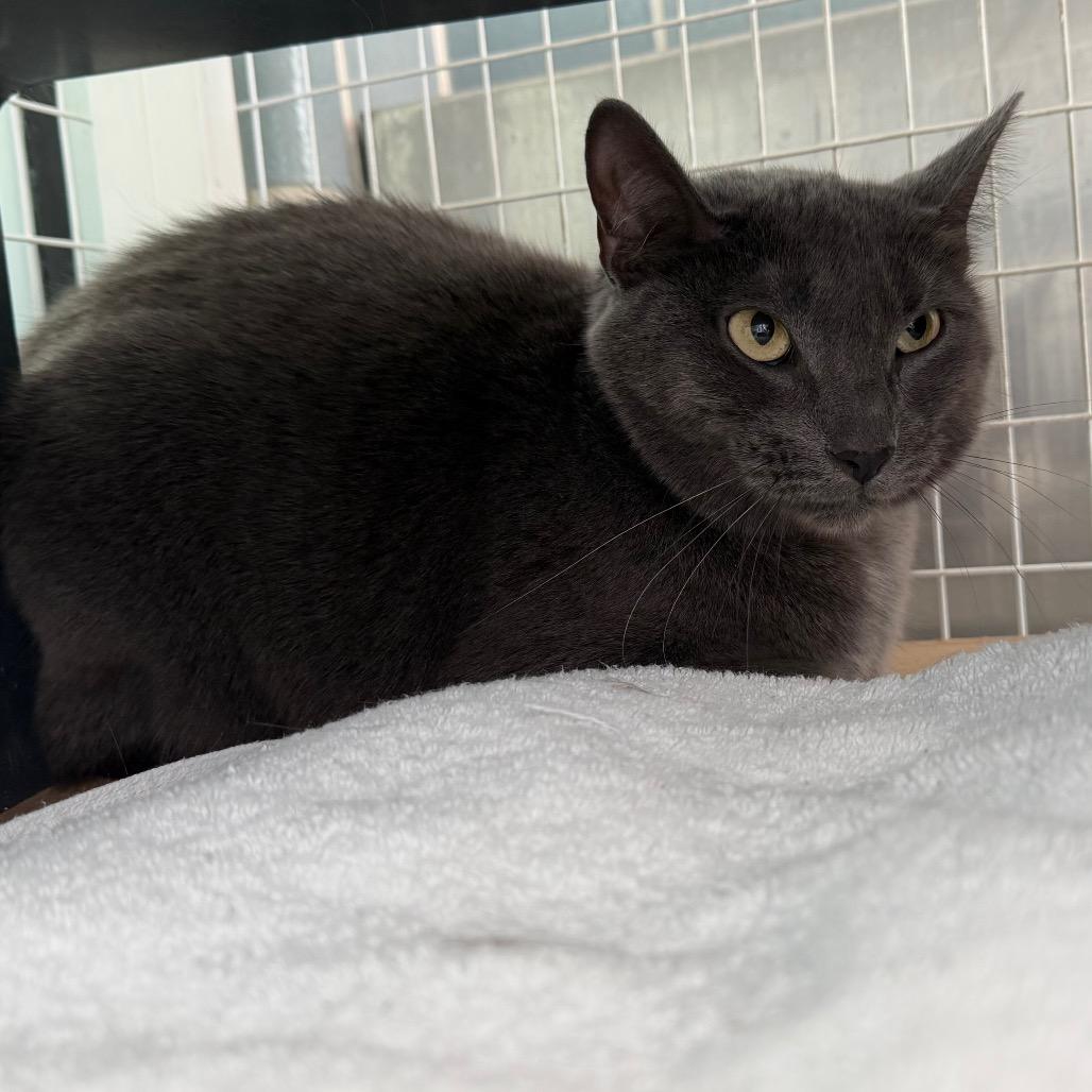 Coal, a Adoptable mixed breed in Chicago, IL image 2/3