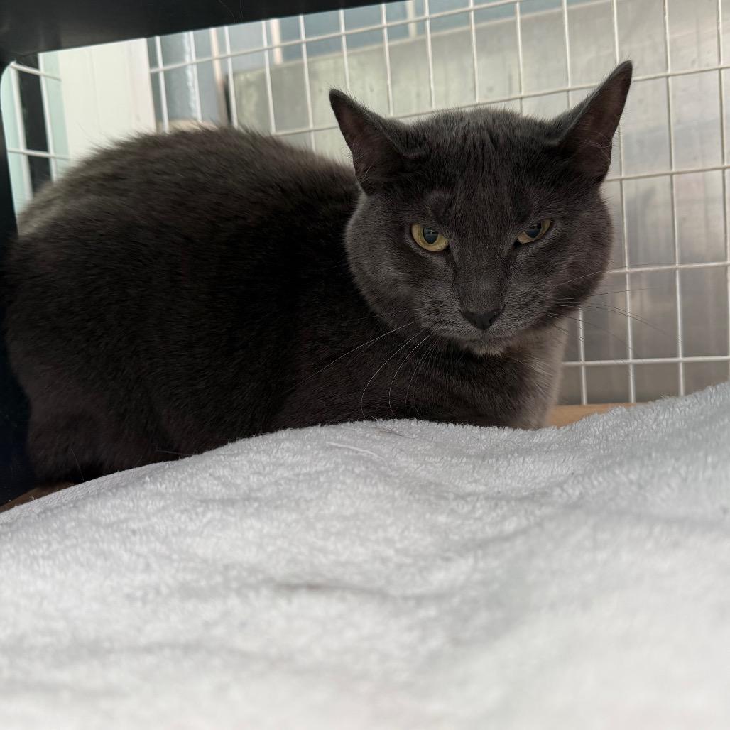 Coal, a Adoptable mixed breed in Chicago, IL image 3/3