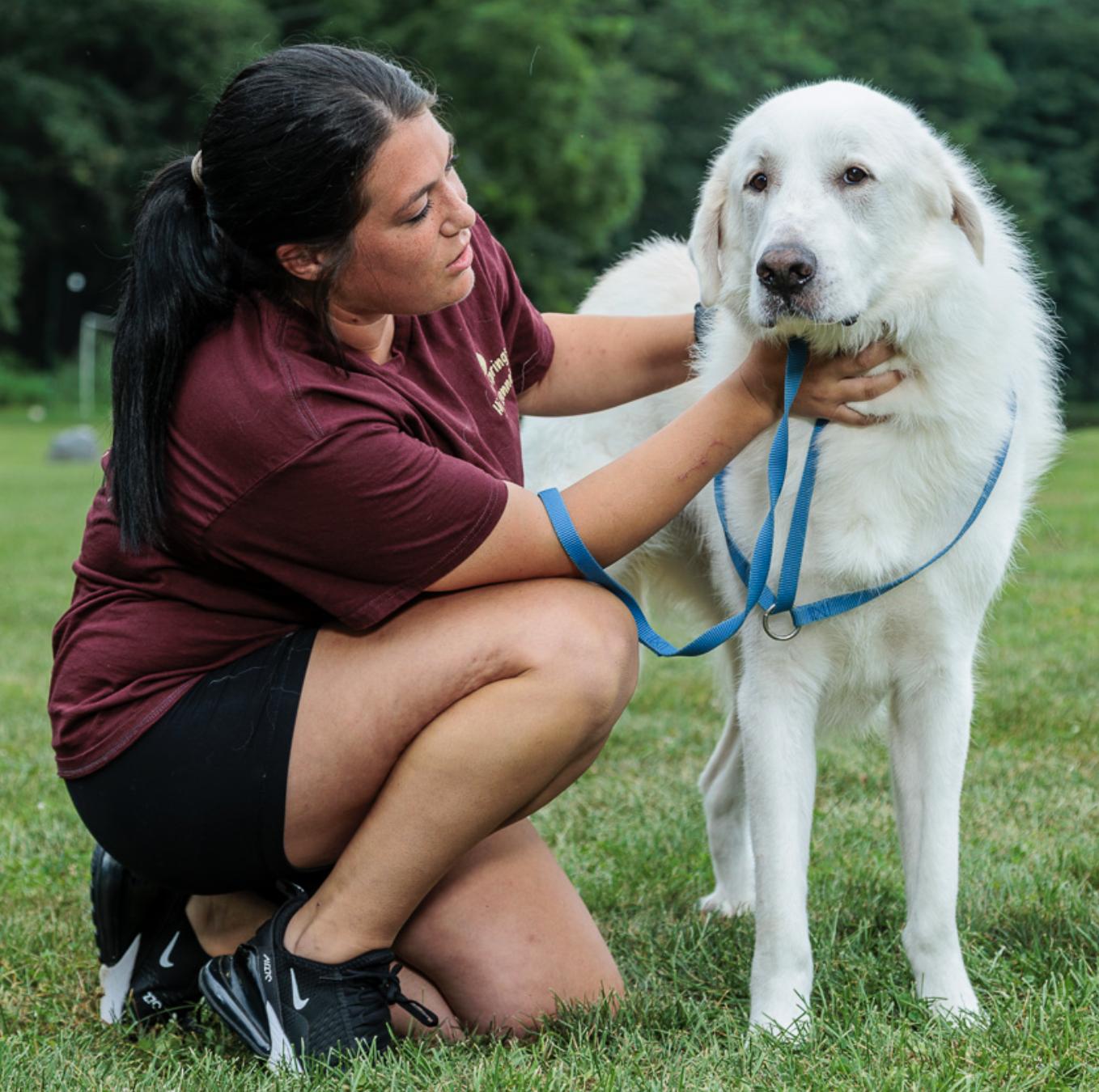 Sebastian, Adoptable, Young Male Great Pyrenees.