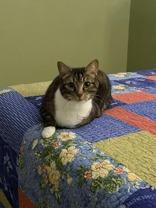 Enlarge Oscar, an adopted mixed breed in Englewood, FL image 2/3