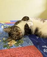 Enlarge Oscar, an adopted mixed breed in Englewood, FL image 3/3